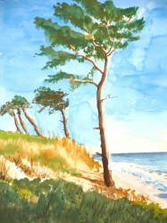 Kiefern an der Ostsee (2004)